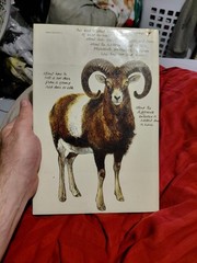 The Living Forest by Rien Poortvliet (1979, Hardcover)