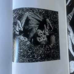 THE FAMILY ALBUM OF WILD AFRICA By Laurent Baheux – Hardcover teNeues DAMAGED