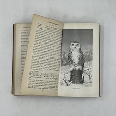 Vintage Field Book Of Wild Birds And Their Music Mathews HC Revised 1921 USA