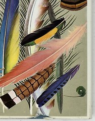World Of Birds: New & Revised Ed. by James Fisher & Roger Tory Peterson HC w/ DJ