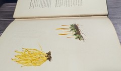 Icones Farlowianae – 1929 Farlow Fungi Mushrooms 103 Color Plates – Large Folio