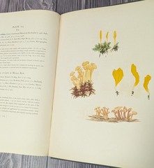 Icones Farlowianae – 1929 Farlow Fungi Mushrooms 103 Color Plates – Large Folio