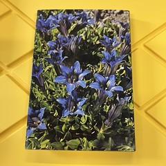 Gentians, Bartlett, Mary, Blandford Press, 1975, Hardcover