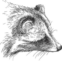 Raccoon and Friends Coloring Book 108 Pages 8.5 x 11 for All Ages