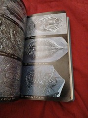 National Audubon Society Field Guide to Fossils : North America by Ida Thompson