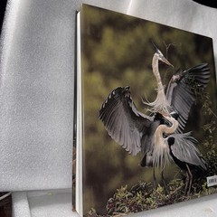 Waterbirds by Theodore Cross