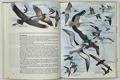 World Of Birds: New & Revised Ed. by James Fisher & Roger Tory Peterson HC w/ DJ