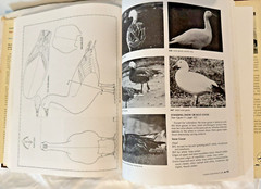 Game Bird Carving Tools Techniques Bruce Burk Vintage Book 1972 HC DJ Decoy