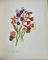 Arabella Roupell Pioneer Artist Of Cape Flowers Allan Bird 1st EDT 291/625 Sigd.