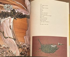 Tiger Flower by Robert Vavra Illustrated by Fleur Cowles 1968 HC/DJ First UK ED