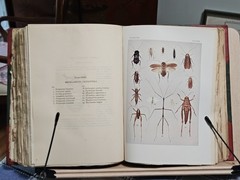The Insect Book by Leland O. Howard, Ph.D. HC 1903 Red Leather/Green Cloth