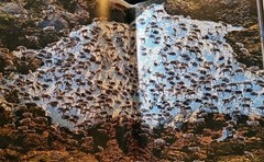 Our Planet by Alastair Fothergill, Keith Scholey, et al. (Hardcover, 2019)