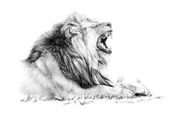 Best Lion Coloring Book save the Lions 108 Pages 8.5 x 11 for All Ages