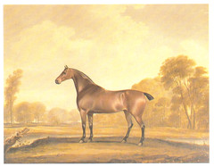 HORSE PAINTINGS: A Book of 30 Postcards By Pavilion Books, Famous Artists