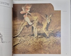 Ray Harris‑Ching • Masters of the Wild (1990 HC) • Wildlife Art