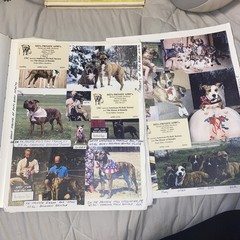 The American Pit Bull Terrier…. Good Dog By Jillian Cline signed Limited /500