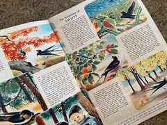 Japanese Language & Picture Book 12 Pages Color 1950s