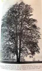 Antique Forestry Tree Identification Botany Nature Study 4 Book Lot 1919-1925