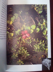Plantas ornamentales nativas de Costa Rica Native Ornamental Plants (Spa/Eng)