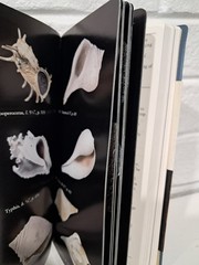 National Audubon Society Field Guide to North American Fossils FIRST PRINTING