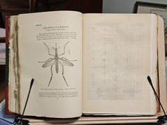 The Insect Book by Leland O. Howard, Ph.D. HC 1903 Red Leather/Green Cloth