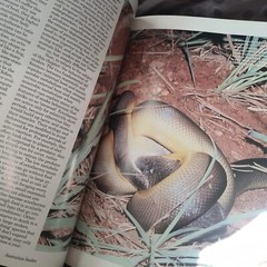 VTG AUSTRALIAN SNAKES: A NATURAL HISTORY Richard Shine Hardcover Dust Jacket VG