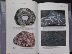 Fossils: The Key to the Past, hardcover book, by Richard Fortey