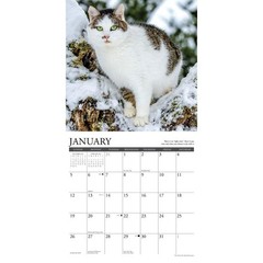 ABIS BOOK Undated Monthly Weekly Calendar Planner Organizer Events Tasks Goals