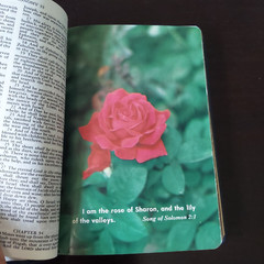 Lot Of 2 Holy Bibles – Versions: New World Translation Watchtower & King James