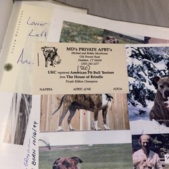 The American Pit Bull Terrier…. Good Dog By Jillian Cline signed Limited /500