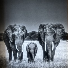 THE FAMILY ALBUM OF WILD AFRICA By Laurent Baheux – Hardcover teNeues DAMAGED