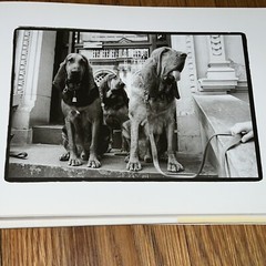 Why We Love Dogs: A Bark & Smile Book by Kim Levin, 1998