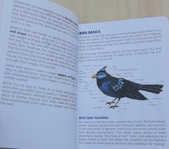 Birds of Kentucky Field Guide by Stan Tekiela 2022 Illustrated Paperback Book