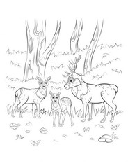 Deers 4-Kids Activity ColorBook 108 Pages 8.5 x 11 for All Ages
