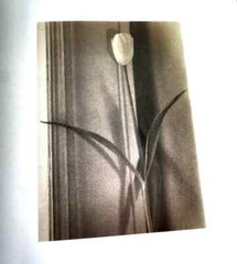 NEW RARE 1st ED 88/100 SLIPCASE CLAMSHELL BOX SIGNED Sheila Metzner Color BOOK