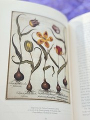 The Tulip | by Anna Pavord | First U.S. Edition | 1999 HC/DJ | Botanical History