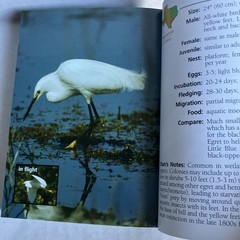Birds of Texas Field Guide by Stan Tekiela – Nice Condition 2004 Color Travel SZ