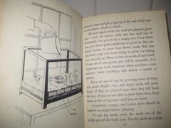 Play with trees/ Millicent Selsam/ Scherer/ 1950/ hardback/ William Morrow