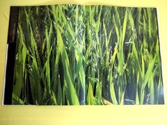 Erotic photo album I am a woman I am a blade of grass I am dew 2005 V. Pilipyuk