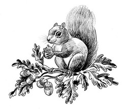 Squirrels Coloring Book for Adults and Teens 108 Pages 8.5 x 11 for All Ages