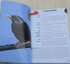 Birds of Kentucky Field Guide by Stan Tekiela 2022 Illustrated Paperback Book
