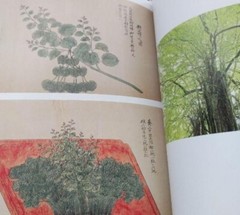 Toshiro Kawase – „God’s Tree: Go/Visit” Japanese sacred tree art