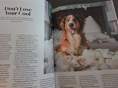 A Dog’s Life-Special Edition Magazine by Paw Print-How They Think, Feel & Thrive