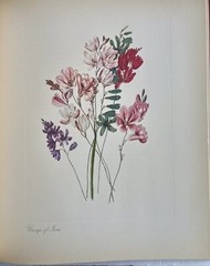 Arabella Roupell Pioneer Artist Of Cape Flowers Allan Bird 1st EDT 291/625 Sigd.