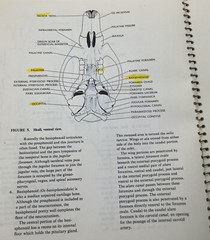 Laboratory Anatomy Ser. Anatomy of the White Rat by Robert Chiasson VINTAGE 1980