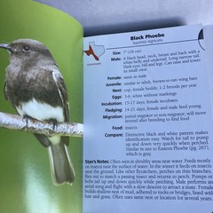Birds of Texas Field Guide by Stan Tekiela – Nice Condition 2004 Color Travel SZ