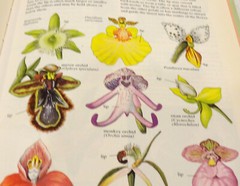 Orchids Green World Deni Bown 1991 Heinemann Educational Books, Ltd.