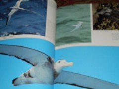 Ocean Birds Lars Lofgren 1984 HC/DJ 1st Edition Orinthology SEABIRDS Textbook