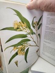 Herbal The Essential Guide to Herbs for Living Hardcover By Deni Bown 2001