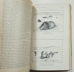 The Extermination of the American Bison 1889 Hornaday 1st Edition Buffalo